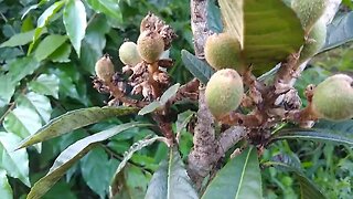 frutíferas produzindo em vaso pêssego maçã Sapoti dovialis doce ameixa amarela nespera cabeludinha