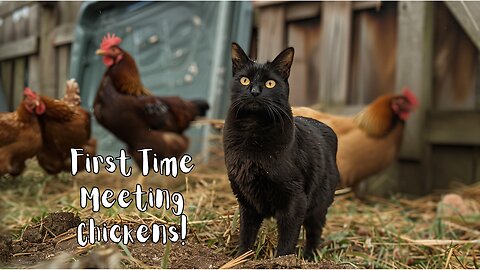 Our Cats Meet Chickens For The First Time