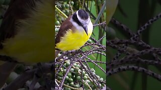 The Great Kiskadee, pitangus sulphuratus, in Brazil