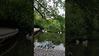 Pelicans St James park London 17th May 2023