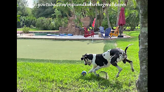 Great Dane Shows Off His Fancy Footwork With His Squeaky Soccer Ball