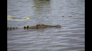 Crocodilo gigante nada em direção a grupo de crianças na Austrália