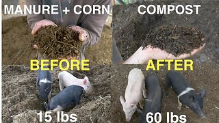 Earning $$ With Compost & Pigs on Your Homestead