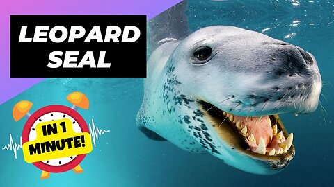 Leopard Seal - In 1 Minute! 🦭 One Of The Cutest But Dangerous Animals In The World | 1MinuteAnimals