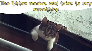 The kitten meows and tries to say something.Kitten on the balcony