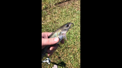 Small catfish on a Mepps spinner