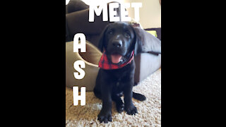 Meet Ash!