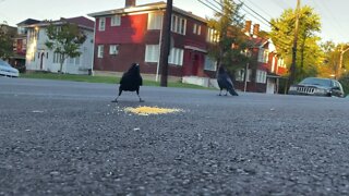 Crows Close-Up: Shredded Cheese