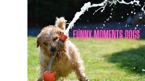 Moments dogs funny 😂😂😂
