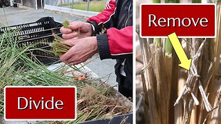 Divide Ornamental Grasses Now: Fall Demo & Tour