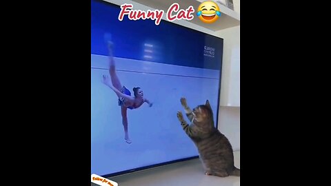 A very funny moment of a cat catching a ring from TV