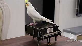 Cockatiel tap dancing on a piano