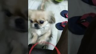 cute puppies cute | puppy videos | cute puppies shorts 7 | short vlogs 🐕#shorts #viral #shortvlog