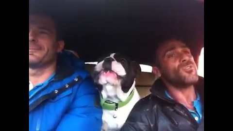 Owner Starts To Sing 'You Raise Me Up' But Dog Steals The Spotlight With His Voice