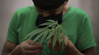 Mexico Close To Legalizing Marijuana
