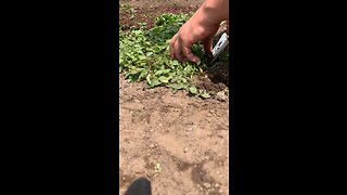 Removing weeds from my garden