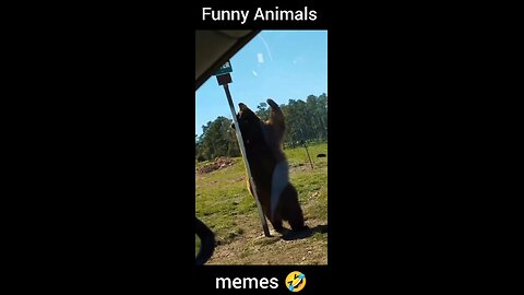 🤣 Funny Animals 🤣