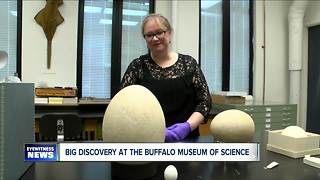 Museum discovers a priceless egg in their collection