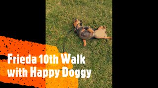 Frieda 10th Walk with Happy Doggy