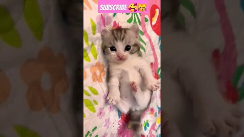 kittens meowing baby cat! new Bron || 🥰😽 #shortsfeed #cat #youtubepets #catvideos