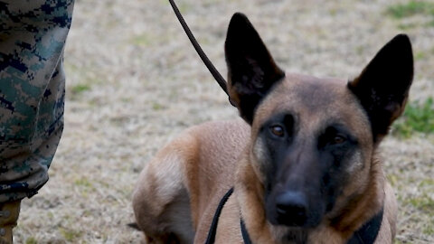 Military Working Dog retires and is reunited with former handler