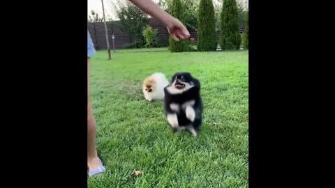 Top Funny Cute Dog Videos and TIKTOK Compilation