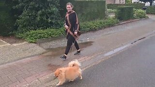 Pomeranian Ghibli dogwalking