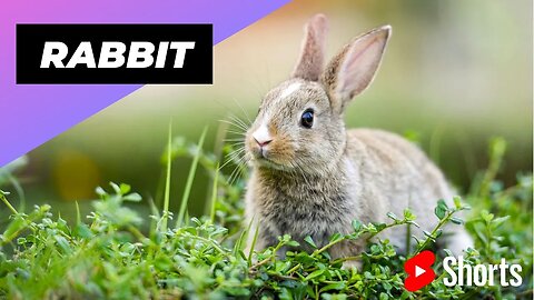 Rabbit 🐇 One Of The Worst Moms In The Animal Kingdom #shorts