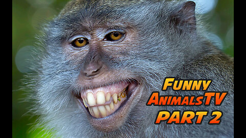 Funny Animals TV Part 2