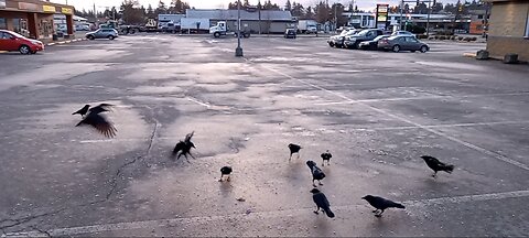 Crows eating peanuts