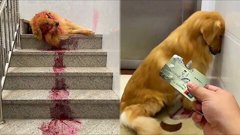 Golden Retriever bites owner's bank card🙄 Dog steals eat dragon fruit and pretend to die🤤 Funny dog