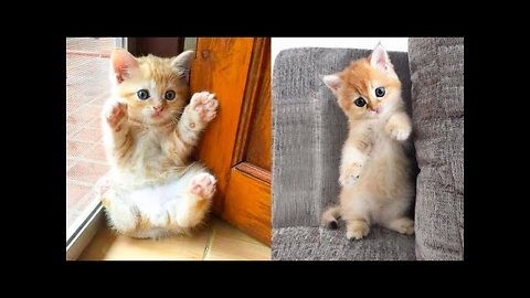 Cute and Funny Cat Videos Compilation