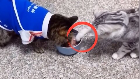 How can these cats do this? Awesome !!