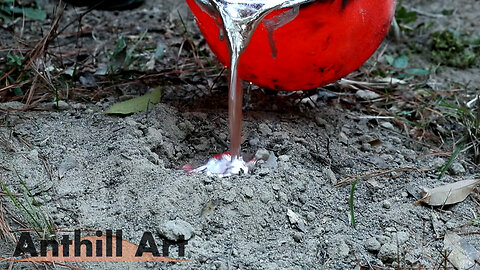 Casting a Fire Ant Colony with Aluminum (Cast #127)