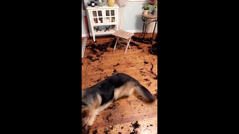 German Shepherd destroys plant, makes gigantic mess