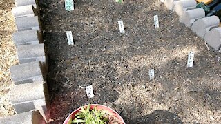 Herb Bed Planting