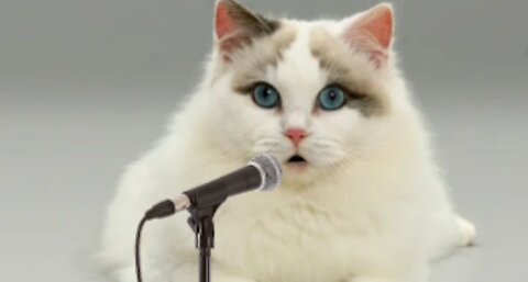 THE CAT is SINGING ASMAUL HUSNA