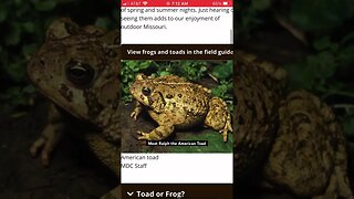 Average Toad Enjoyer #gardening #toads #missouri #wildlife #animals