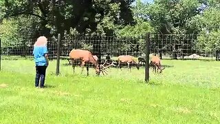 Buffalo at Botna Bend, Hancock, Ia. Travel USA, Mr. Peacock & Friends, Hidden Treasures