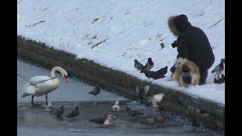 A man and a dog help the birds survive in the frost