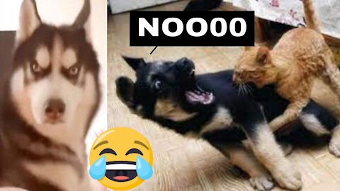 😂 Dogs and Cats 🐱🐶 Funny Compilation Videos Try Not to Laugh Challenge |V 10| Every Pet's