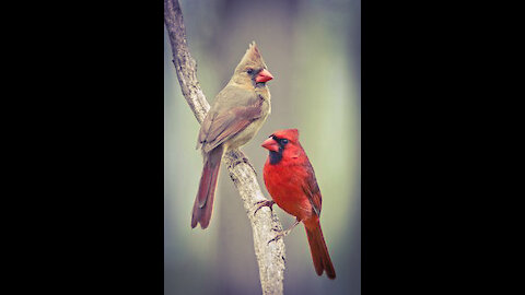 THOUGHT THIS WAS A MALE CARDINAL FEEDING HIS MATE, BUT HE IS FEEDING A BABY!!!