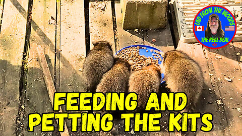 July 26th, 2023 |The Lads Raccoon Vlog-001 | Feeding And Petting The Kits