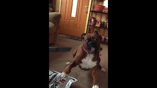 An Epic Battle Between A Boxer Dog And A Vacuum Cleaner