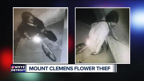 Mount Clemens police search for flower thief