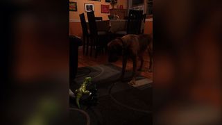 Dog Vs. Dinosaur Toy And The Toy Wins?