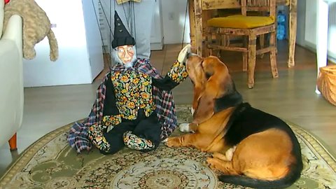 Wizard and dog
