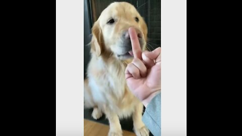 My Dog's Adorable Reaction When I Show My Middle Finger