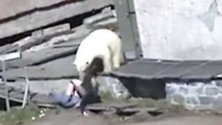 Woman Loses Her Pants As Crowd Tries To Scare Away A Polar Bear Attack