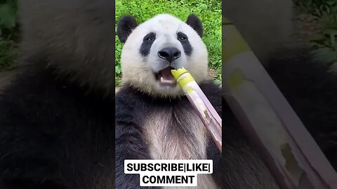 Eating Sound ASMR Eating 🐼 Panda #viralvideo #youtubevideo #funnyanimals #asmr #mukbang